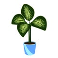 Dieffenbachia or dumbcane in the pot