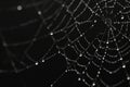Web drop spider dew wet nature Royalty Free Stock Photo