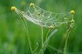Web with drops of dew and a spider Royalty Free Stock Photo