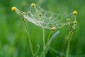 Web with drops of dew and a spider Royalty Free Stock Photo