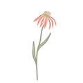 Echinacea wildflower hand drawn flat vector illustration