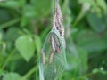 Web of ermine moth with caterpillars hanging from branch