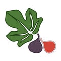 Fig vector simple illustration with leaf and halfcut