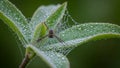 The web glistens with droplets, creating a delicate and intricate pattern Royalty Free Stock Photo
