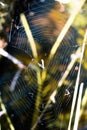 A web among the grass. Royalty Free Stock Photo