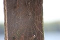 A web on a gray background, a house and a spider trap. a net of fine threads glitters in the sun, survival