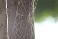 A web on a gray background, a house and a spider trap. a net of fine threads glitters in the sun, survival