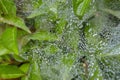 Web and green leaves covered with morning dew. Cobweb with dew drops close up. Royalty Free Stock Photo