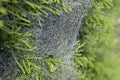 Web and green leaves covered with morning dew. Cobweb with dew drops close up. Royalty Free Stock Photo