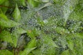 Web and green leaves covered with morning dew. Cobweb with dew drops close up. Royalty Free Stock Photo