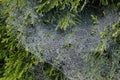 Web and green leaves covered with morning dew. Cobweb with dew drops close up. Royalty Free Stock Photo