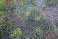 Web and green leaves covered with morning dew. Cobweb with dew drops close up. Royalty Free Stock Photo