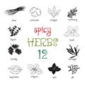 Web icon set of different spicy herbs