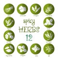 Web icon set of different spicy herbs