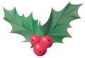 Isolated of holly plant Illustration