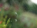 A Spider Web on a Large Scale