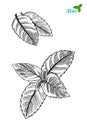 Hand drawn sketch style mint leaves. Vector. Royalty Free Stock Photo