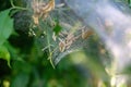 Web moth caterpillars in a web Royalty Free Stock Photo