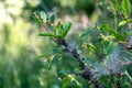 Web moth caterpillars in a web Royalty Free Stock Photo