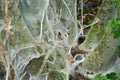 Web of a oak processionally moth in a tree Royalty Free Stock Photo