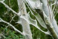 Web of a oak processionally moth in a tree Royalty Free Stock Photo