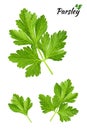 Parsley branches and leaves - Vector