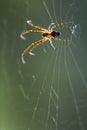 Web pisauridae