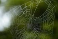 Drops of water on a spider`s web in a forest Royalty Free Stock Photo