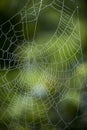 Drops of water on a spider`s web in a forest Royalty Free Stock Photo