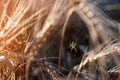 Web with spider on a field of wheat on a Sunny day. Selective focus, blur.