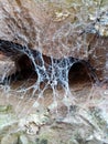 Web spider hole brick creepy Royalty Free Stock Photo