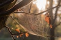 The web of the spider is placed on the trees in the rays of sunset. AI Generated Royalty Free Stock Photo