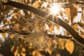 The web of the spider is placed on the trees in the rays of sunset. AI Generated Royalty Free Stock Photo