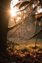 The web of the spider is placed on the trees in the rays of sunset. AI Generated Royalty Free Stock Photo