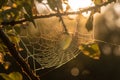 The web of the spider is placed on the trees in the rays of sunset. AI Generated Royalty Free Stock Photo