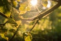 The web of the spider is placed on the trees in the rays of sunset. AI Generated Royalty Free Stock Photo