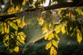 The web of the spider is placed on the trees in the rays of sunset. AI Generated Royalty Free Stock Photo