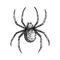 web spider sketch hand drawn vector