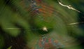 A web with a spider on which sunlight falls and it overflows with a different color