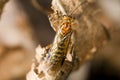 Web-spinning sawfly Royalty Free Stock Photo