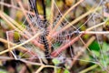 A web is stretched between autumn grasses with frozen drops of dew Royalty Free Stock Photo