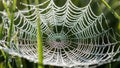 Web structure. The interaction of light and moisture highlights Royalty Free Stock Photo