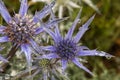 Web thistles in spring