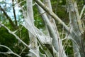 Web of a oak processionally moth in a tree Royalty Free Stock Photo