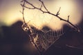 Web twig at sunset in retro vintage orange color as nature background