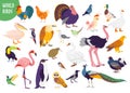 Vector set of flat hand drawn world birds kinds isolated on white background. Royalty Free Stock Photo