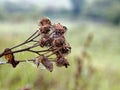 Web with water droplets on burdock Royalty Free Stock Photo