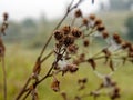 Web with water droplets on burdock Royalty Free Stock Photo