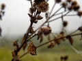 Web with water droplets on burdock Royalty Free Stock Photo