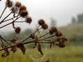Web with water droplets on burdock Royalty Free Stock Photo